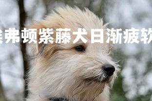 开云官网-埃弗顿紫藤犬日渐疲软摩纳哥全败